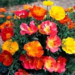 Эшшольция однолетняя "Махрова" Весна 0.3г (18669)