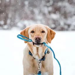 Повідець короткий для собак Max & Molly Short Matrix Sky Blue L блакитний 2.5 x 120 см - мініатюра 4