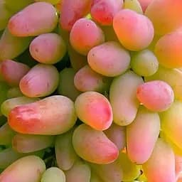 Саджанець Agro-Market Виноград Заграва (м'ясисто-соковита велика ягода) 1 шт. в пакуванні (50826)