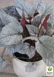 Саджанець Agro-Market Бегонія королівська REX Silver Leaves кімнатна 20-30 см 1 шт. в упаковці (182999) - мініатюра 2