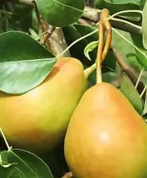 Саджанець Agro-Market Груша Геллерт (осінній сорт, середній термін дозрівання) 1 шт. в упаковці (101978)