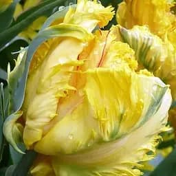 Тюльпан "Eagle Wings" (174810) 2 шт