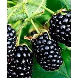 Саженец Agro-Market Ежевика крупноплодная Бжезина (Brzezina) 1 саженец (46073)