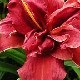 Саженец Agro-Market Лилейник Double Firecracker 1 шт.