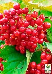 Саджанець Agro-Market Калина червона 1 шт. в пакуванні (15973) - мініатюра 2