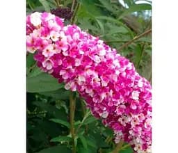 Саджанець Agro-Market Буддлея Давида Berries and Cream (179746) 1 шт. в упаковці