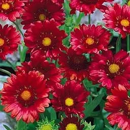 Гайлардія багаторічна великоквіткова "Arizona Red Shades" (вазон Р9) (189462) 1 саженец