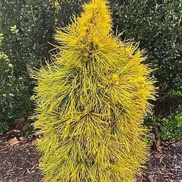 Сосна щеплена Agro-Market 2-річна звичайна Moseri С2 висота 20-25 см 187462 1 саджанець в упаковці