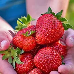 Саженец Agro-Market Клубника Альмерия (Аlmeriya) (ремонтантный, засухоустойчивый сорт) 5 шт. в упаковке (179969)