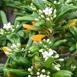 Лавр Австралийский "Pittosporum Tobira" (вечнозеленый высокие декоративные качества) (183870) 1 саженец