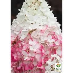 Саджанець Agro-Market Гортензія 3-х річна волотиста Strawberry Blossom (183342) 1 шт. в упаковці - мініатюра 2