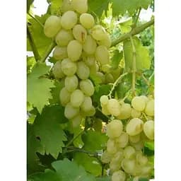 Саджанець Agro-Market Виноград Княгиня Ольга (середній термін дозрівання, ягоди можуть зберігатися до Нового року без зміни смаку) 1 шт. в упаковці (25531) - мініатюра 4
