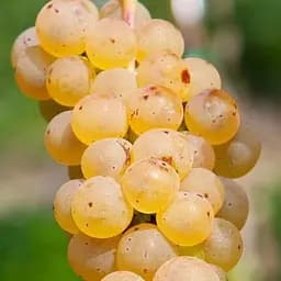 Саджанець Agro-Market Виноград Йоханітер (винний сорт) 1 шт. в пакуванні (44311)