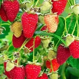 Малина Agro-Market "Рубиновое ожерелье" (ремонтантный крупноплодный, зимостойкий сорт) 1-летний саженец (189510) 1 шт в упаковке