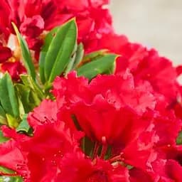 Саджанець Agro-Market Рододендрон червоний Ред Джек (Red Jack) (51828)