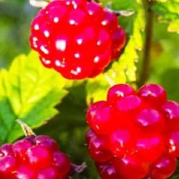 Саджанець Agro-Market Княженіка садова Аура (високоурожайний сорт) 1 шт. в пакуванні (116353)