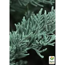Саджанець Agro-Market Ялівець скельний Moonglow С10, висота 110-130 см (176726) - мініатюра 2