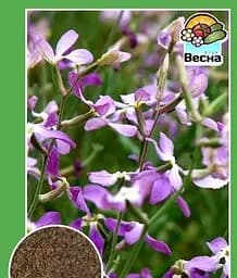 Насіння Весна Матіола Нічна фіалка 1 г (12278)