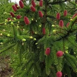 Ель обыкновенная Agro-Market Acrocona ком/сетка высота 100-120 см 184142 1 саженец в упаковке