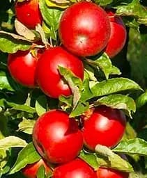 Саджанець Agro-Market Яблуня Айдаред (зимовий сорт, пізній термін дозрівання) 1 шт. в упаковці (20892)