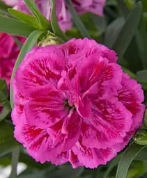 Гвоздика Agro-Market Махрова Super Trouper Marie контейнер № 10 висота 10 см 1 саджанець в упаковці