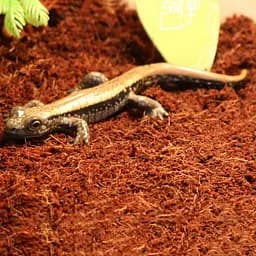 Тропічний субстрат Komodo Tropical Terrain 6 л (U46015) для терраріумів із високою вологістю - мініатюра 4