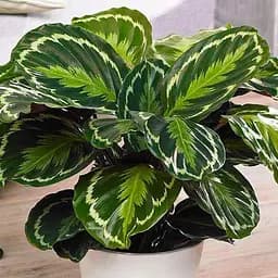 Саджанець Agro-Market Калатея Medallion (62257) 1 шт. в упаковці (кімнатний)