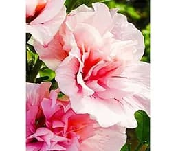 Саджанець Agro-Market Гібіскус сирійський махровий Пінк Шифон (102073) 1 шт. в упаковці