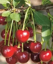 Саджанець Agro-Market Вишня Кантор Янош Фюртош (літній сорт, пізній термін дозрівання) 1 шт. в упаковці (183101)