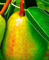 Саджанець Agro-Market Груша Вродлива (осінній сорт, середній термін дозрівання) (35454) 1 шт. в упаковці - мініатюра 2