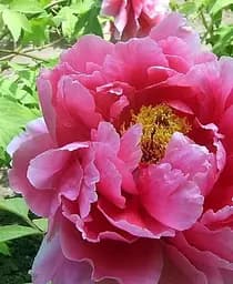 Саджанець Agro-Market Півонія деревовидна Full chojuraku 1 шт. в упаковці (23904)