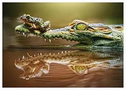 Пазл Castorland puzzle Крокодил, 500 ел. (B-52318) - мініатюра 2