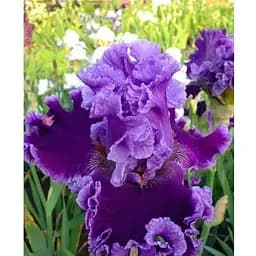 Луковица Agro-Market Ирис бородатый крупноцветковый Louisa's Song (98958) 1 шт.