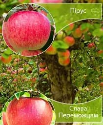Саджанець Agro-Market Дерево-сад Яблуня Пірус+Слава Переможцям 1 шт. в упаковці (182773)
