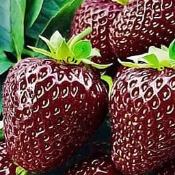 Саженец Agro-Market Клубника Черный принц (Black Prince) (средний срок созревания) 5 шт.