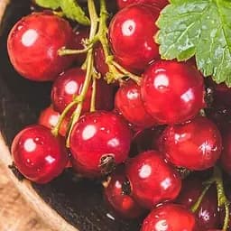 Саженец Agro-Market Смородина красная Кияночка Kiyanochka) премиальный устойчивый к заболеваниям сорт, раннему сроку созревания) 1 шт. в упаковке (51180)