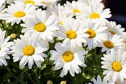 Набір для творчості алмазна картина Дивовижне сяйво ромашок Strateg HEG88132, 30x40 см