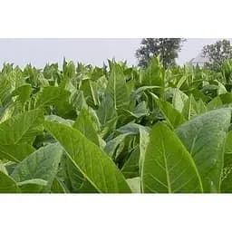 Семена Табак для курения "Вирджиния" Весна 1г (32184)