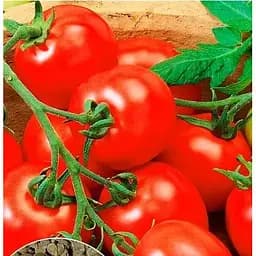 Насіння Весна на вагу Томат Базилевс ціна за 1 г (177688)