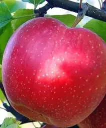 Саджанець Agro-Market Яблуня Катерина (зимовий сорт, пізній термін дозрівання) 1 шт. в упаковці (25668)