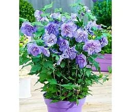 Саджанець Agro-Market Гібіскус деревовидний махровий Блакитний шифон (Blue Chiffon) (36086) 1 шт. в упаковці