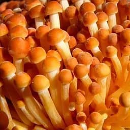 Міцелій на дубових брусочках "Енокітаке" 10шт (45306)