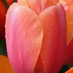 Тюльпан "Apricot Impression" (186321) 2 шт