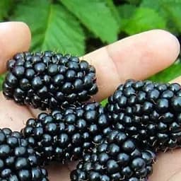 Саджанець Agro-Market Ожина рання великоплідна Блек Бат (Black Butte) 1 шт. в пакуванні (43978)