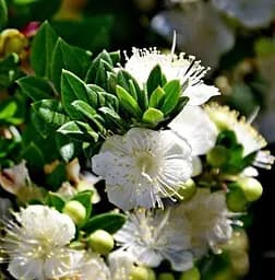 Саджанець Agro-Market Мирт 2-х річний Hymen (181381) 1 шт. в упаковці