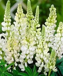 Саженец Agro-Market Люпин Noble Maiden 1 шт. в упаковке (21295)