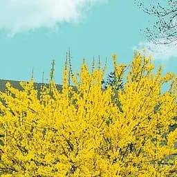 Саджанець Agro-Market Форзиція європейська Goldzauber (177228)