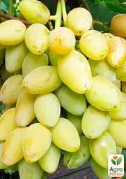 Саджанець Agro-Market Виноград Мускат Оттонель №1 (винний сорт, ранній термін дозрівання, має багатющий мускатний смак) 1 шт. в пакуванні (44310) - мініатюра 2