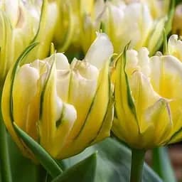 Тюльпан "Sweet Valley" (186244) 2 шт