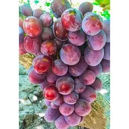 Саджанець Agro-Market Виноград Абу-Хасан (ранній термін дозрівання) 1 шт. в упаковці (25532)